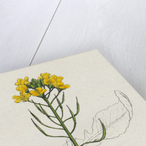 Brassica Rapa Common Turnip by Anonymous