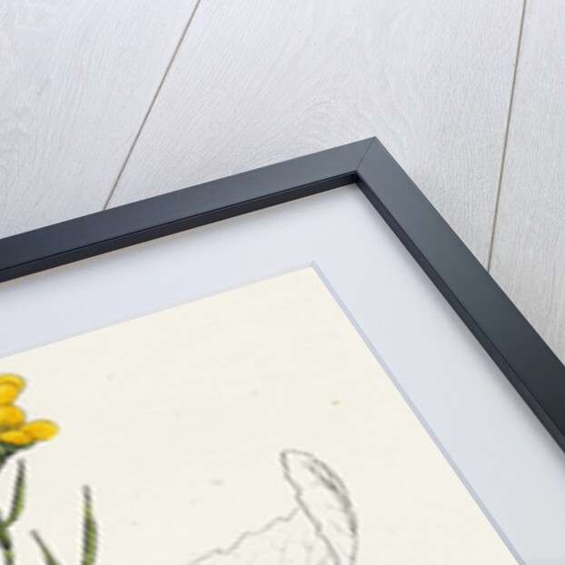 Brassica Rapa Common Turnip by Anonymous