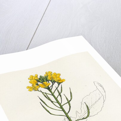 Brassica Rapa Common Turnip by Anonymous