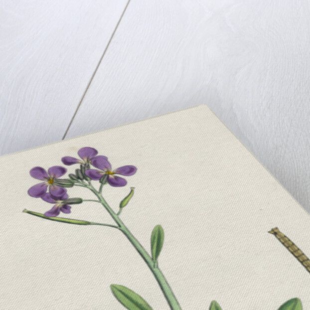 Matthiola Incana Hoary Shrubby Stock by Anonymous