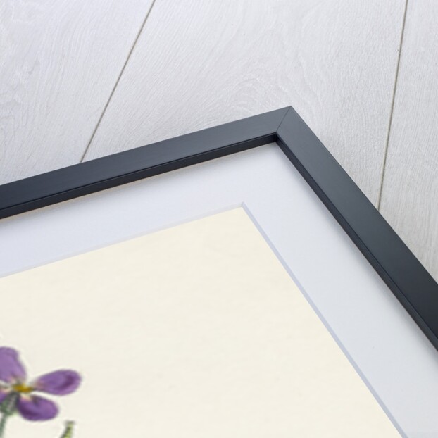 Matthiola Incana Hoary Shrubby Stock by Anonymous