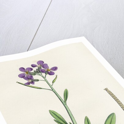 Matthiola Incana Hoary Shrubby Stock by Anonymous