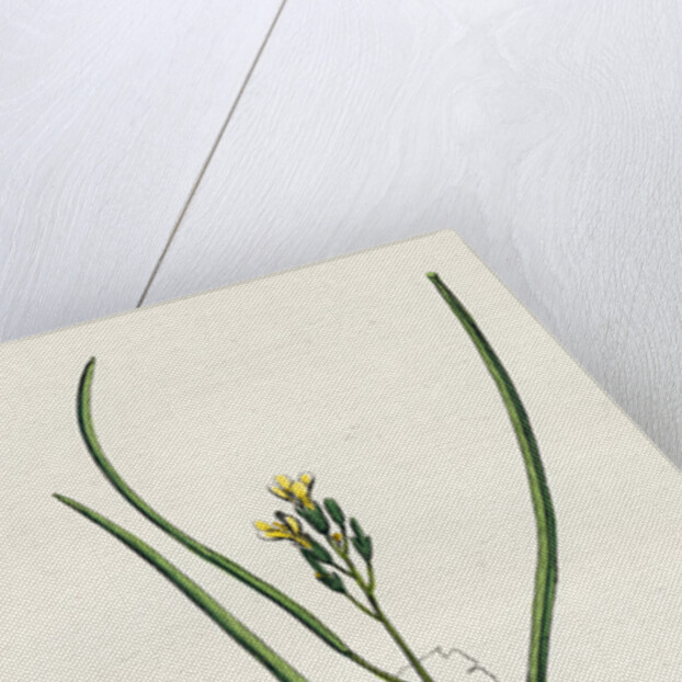 Erysimum Orientale Hare's-Ear Cabbage by Anonymous