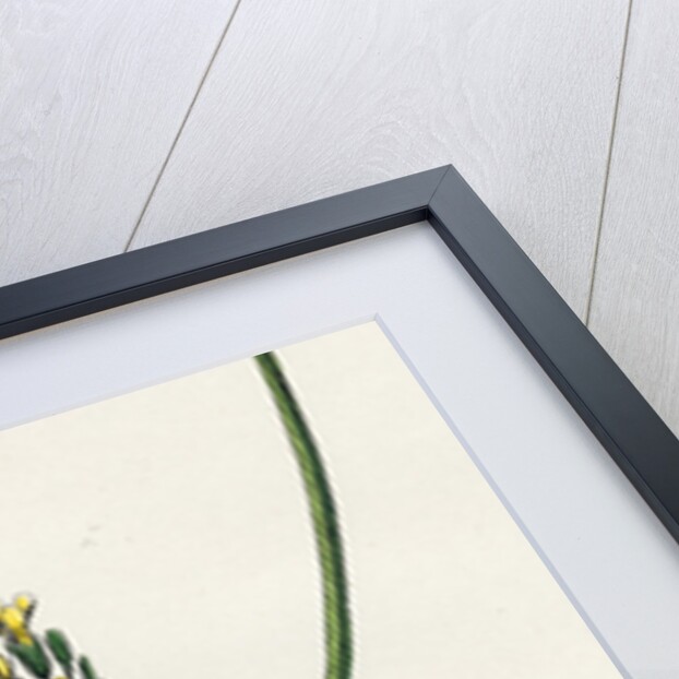 Erysimum Orientale Hare's-Ear Cabbage by Anonymous