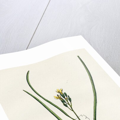 Erysimum Orientale Hare's-Ear Cabbage by Anonymous