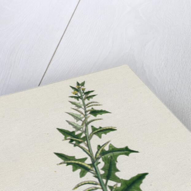 Sisymbrium Polyceratium Prostate Hedge-Mustard by Anonymous