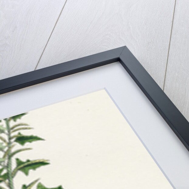 Sisymbrium Polyceratium Prostate Hedge-Mustard by Anonymous