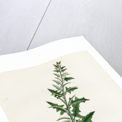 Sisymbrium Polyceratium Prostate Hedge-Mustard by Anonymous