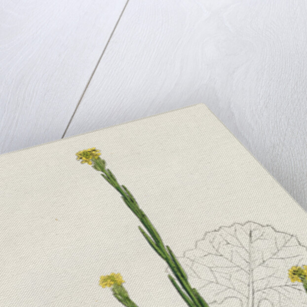 Sisymbrium Officinale Common Hedge-Mustard by Anonymous