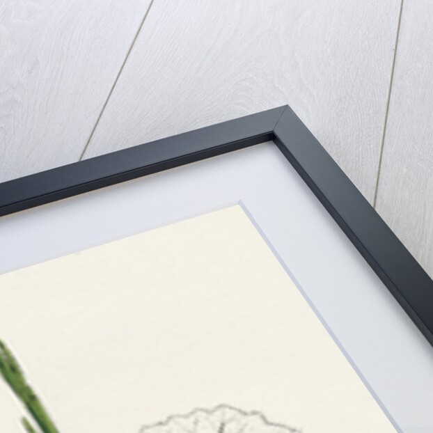 Sisymbrium Officinale Common Hedge-Mustard by Anonymous