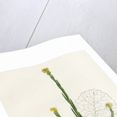 Sisymbrium Officinale Common Hedge-Mustard by Anonymous