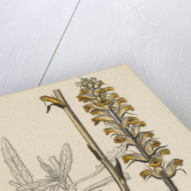 Orobanche Picridis Picris Broom-Rape- by Anonymous