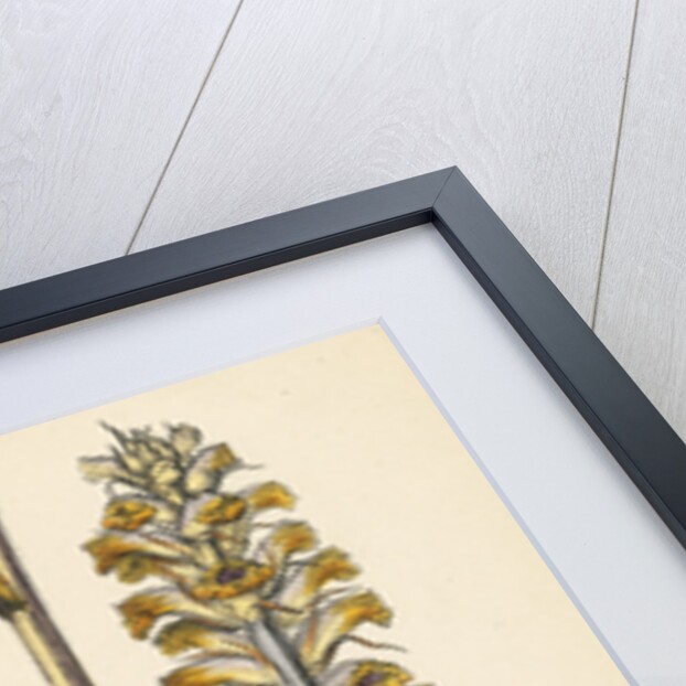 Orobanche Picridis Picris Broom-Rape- by Anonymous