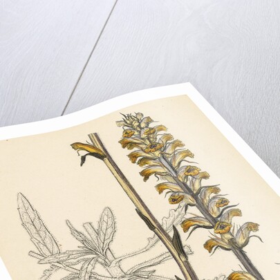 Orobanche Picridis Picris Broom-Rape- by Anonymous