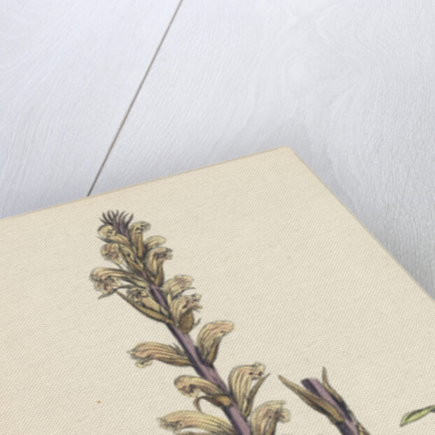 Orobanche Hederae Ivy Broom-Rape- by Anonymous