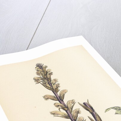 Orobanche Hederae Ivy Broom-Rape- by Anonymous