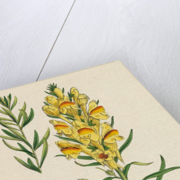 Linaria Vulgaris Var. Genuina Yellow Toadflax Var. A. by Anonymous