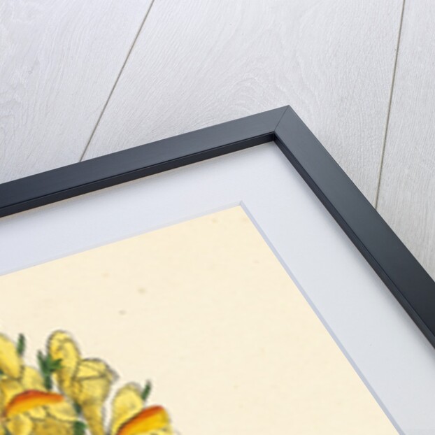 Linaria Vulgaris Var. Genuina Yellow Toadflax Var. A. by Anonymous