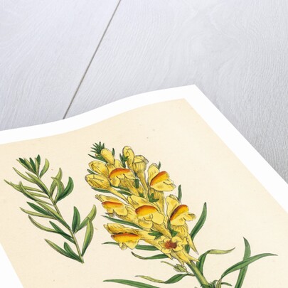 Linaria Vulgaris Var. Genuina Yellow Toadflax Var. A. by Anonymous