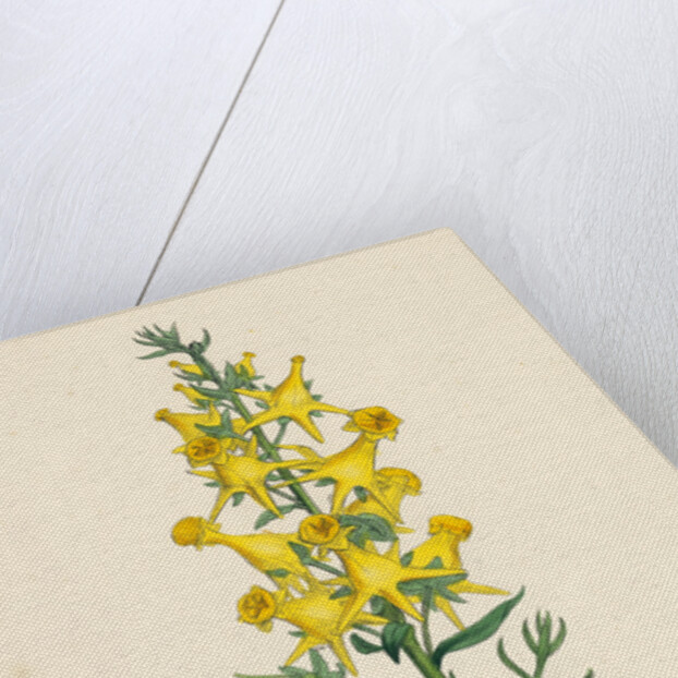 Linaria Vulgaris Peloria Yellow Toadflax Monstrous State by Anonymous