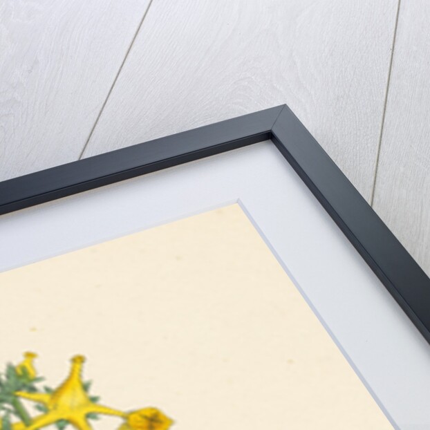 Linaria Vulgaris Peloria Yellow Toadflax Monstrous State by Anonymous