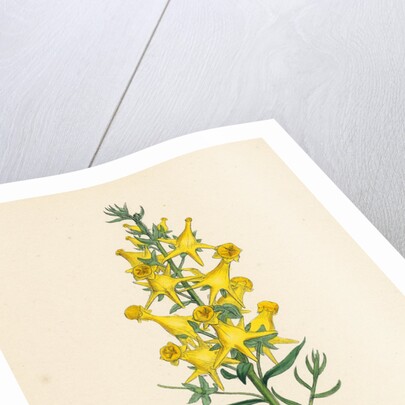 Linaria Vulgaris Peloria Yellow Toadflax Monstrous State by Anonymous