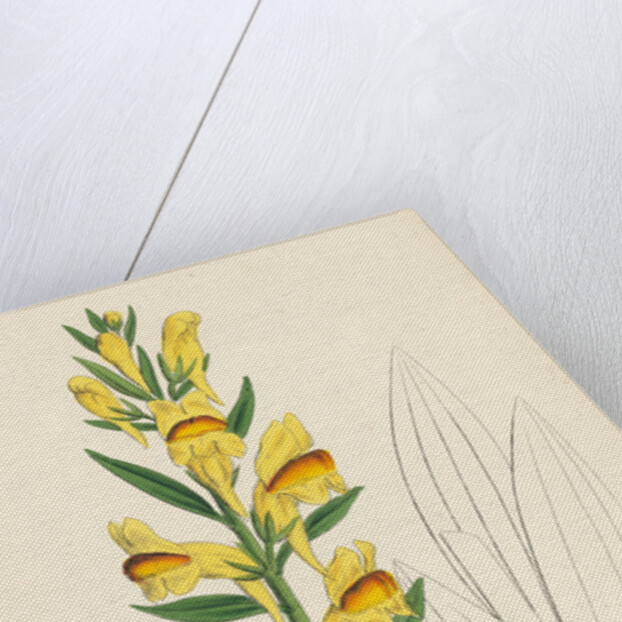 Linaria Vulgaris Var. Latifolia Yellow Toadflax Var. B. by Anonymous