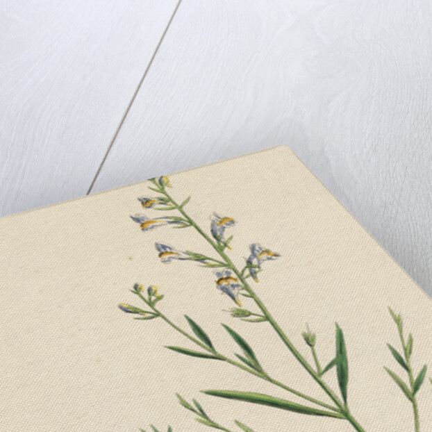 Linaria Vulgari Repens Hybrid Between Yellow and Striped Toadflax by Anonymous