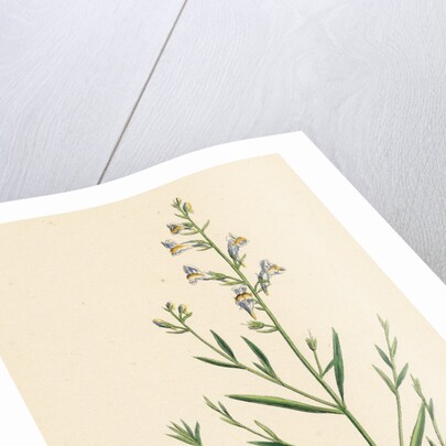 Linaria Vulgari Repens Hybrid Between Yellow and Striped Toadflax by Anonymous