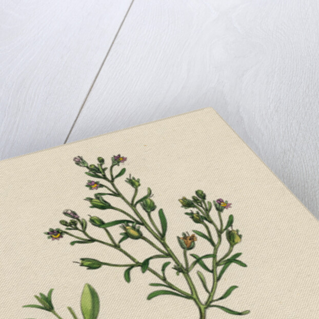 Linaria Minor Lead Toadflax by Anonymous