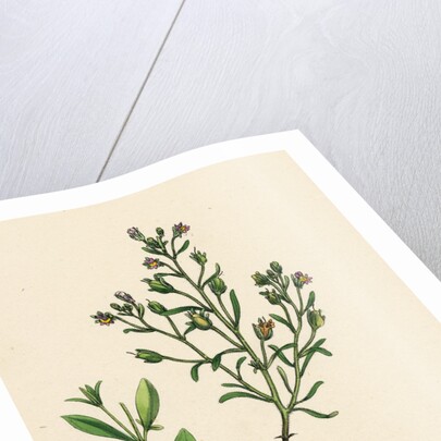 Linaria Minor Lead Toadflax by Anonymous