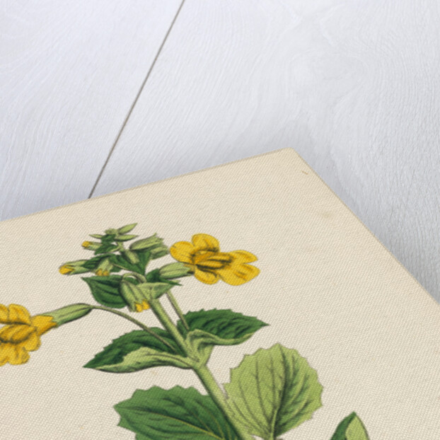 Mimulus Luteus Yellow Monkey-Flower by Anonymous