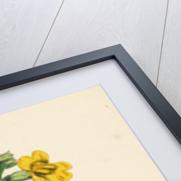 Mimulus Luteus Yellow Monkey-Flower by Anonymous