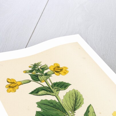 Mimulus Luteus Yellow Monkey-Flower by Anonymous