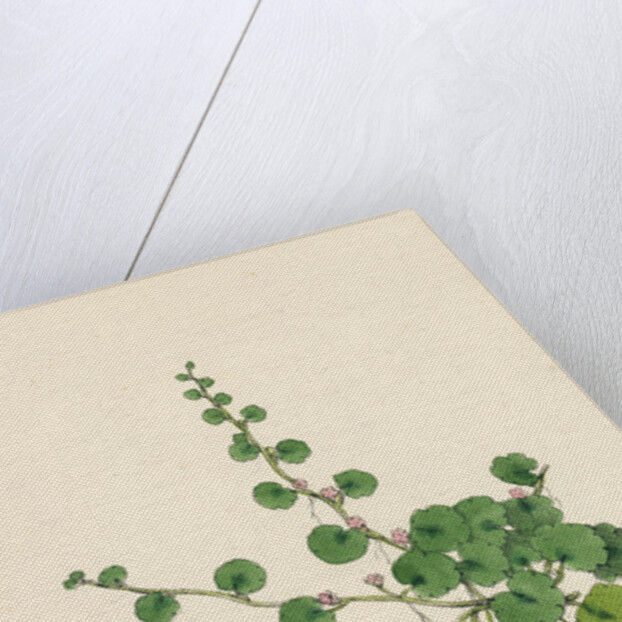 Sibthorpia Europaea Cornish Moneywort by Anonymous