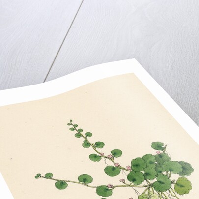 Sibthorpia Europaea Cornish Moneywort by Anonymous