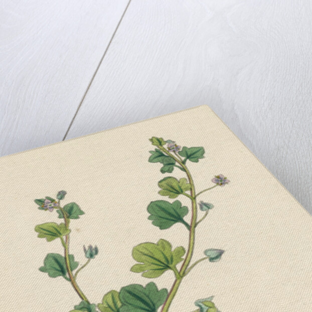 Veronica Hederifolia Ivy-Leaved Speedwell by Anonymous