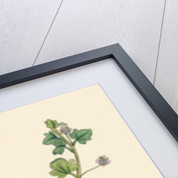 Veronica Hederifolia Ivy-Leaved Speedwell by Anonymous