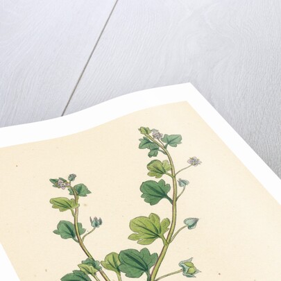 Veronica Hederifolia Ivy-Leaved Speedwell by Anonymous