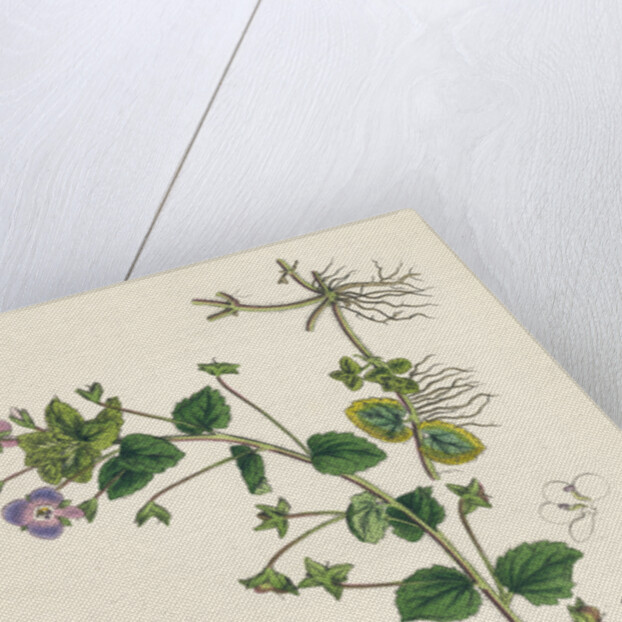 Veronica Buxbaumii Buxbaum's Speedwell by Anonymous