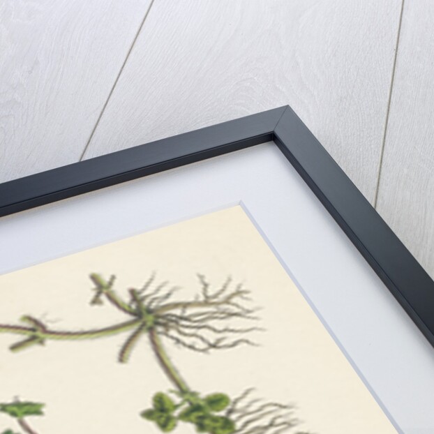 Veronica Buxbaumii Buxbaum's Speedwell by Anonymous