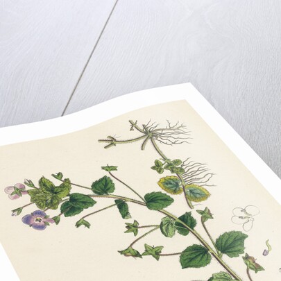 Veronica Buxbaumii Buxbaum's Speedwell by Anonymous