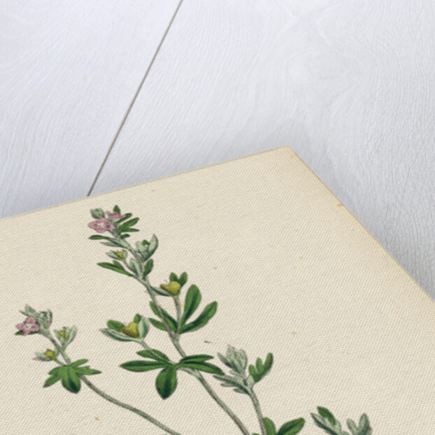 Veronica Triphyllos Trifid Speedwell by Anonymous