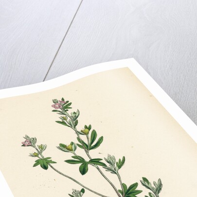 Veronica Triphyllos Trifid Speedwell by Anonymous