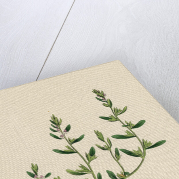 Veronica Peregrina Annual Smooth Speedwell by Anonymous