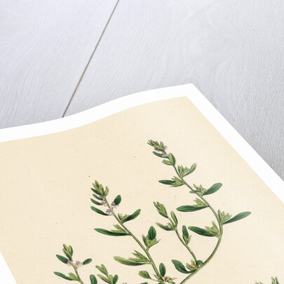 Veronica Peregrina Annual Smooth Speedwell by Anonymous