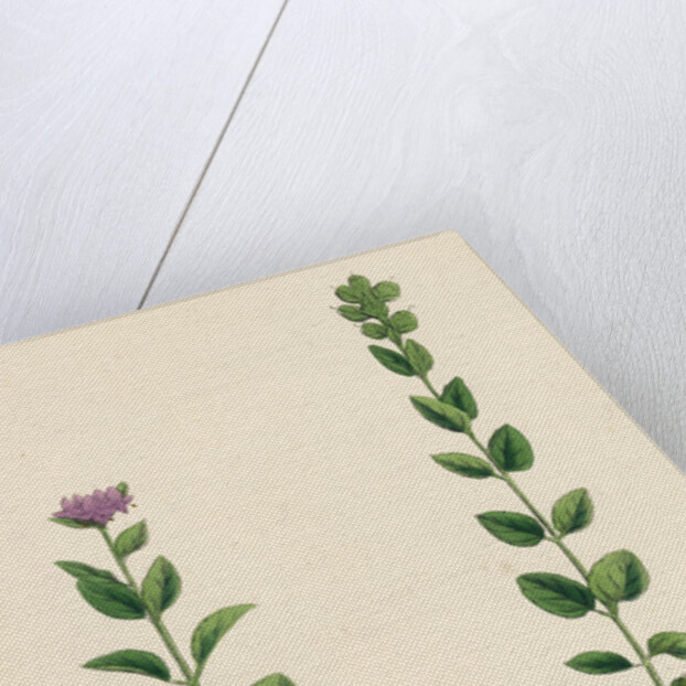 Veronica Alpina Erect Alpine Speedwell by Anonymous