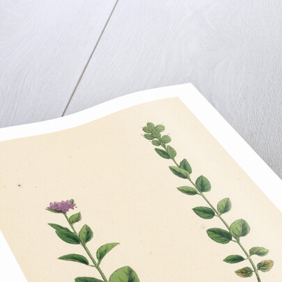 Veronica Alpina Erect Alpine Speedwell by Anonymous