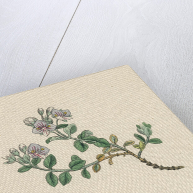 Veronica Saxatilis Blue Rock Speedwell by Anonymous