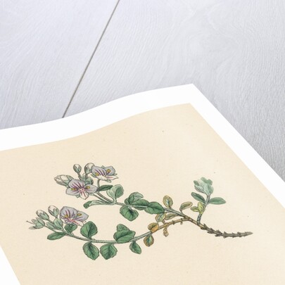 Veronica Saxatilis Blue Rock Speedwell by Anonymous